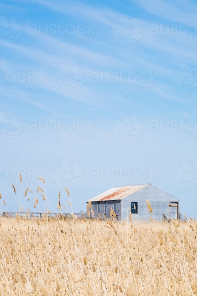 Country shed through the summer grasses - Australian Stock Image
