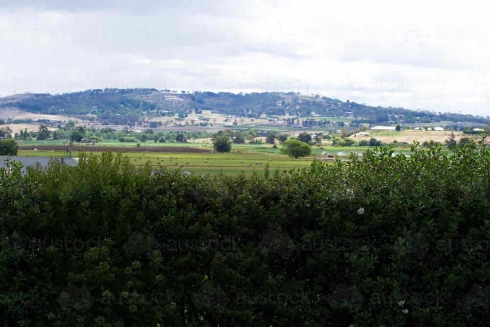 Country view from behind a hedge. - Australian Stock Image