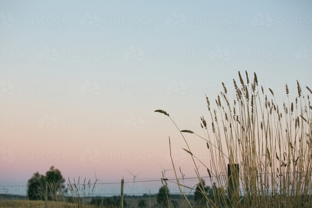 countryside at dusk with grass stalks foreground details - Australian Stock Image