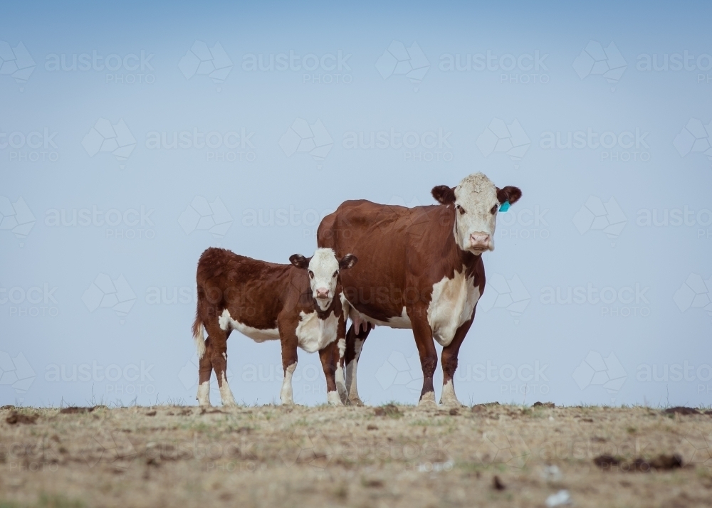 Cow and calf standing together against blue sky - Australian Stock Image