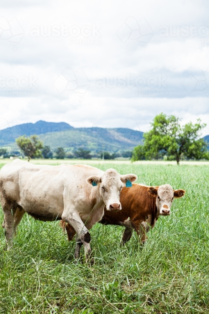 Cow and calf together in paddock of green grass - Australian Stock Image