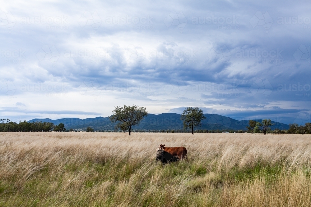 Cow and weaner calf in paddock of long lush grass with stormy sky above - Australian Stock Image