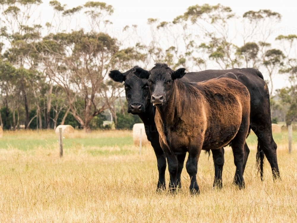 Cow and young calf in paddock - Australian Stock Image
