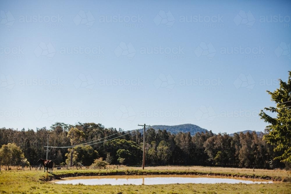 Cow by dam on farming property - Australian Stock Image