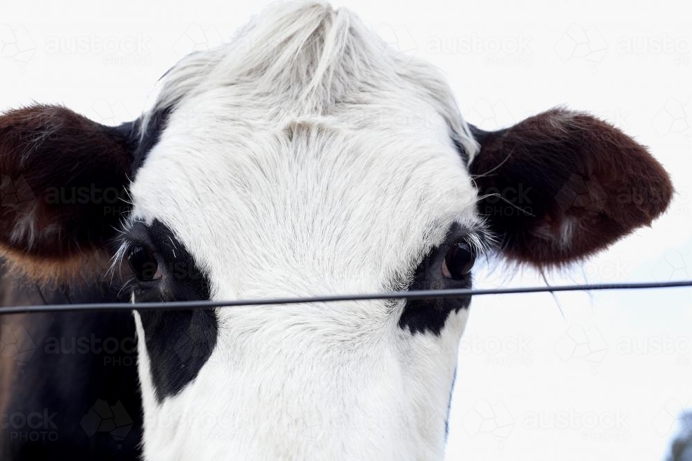 Cow face closeup - Australian Stock Image