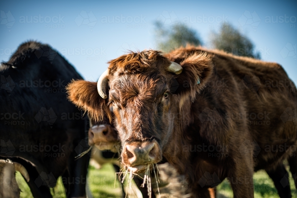 Cow in a group looking at camera - Australian Stock Image
