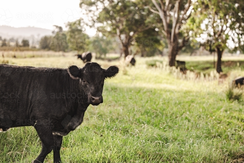 Image of Cow in field with copy space - Austockphoto