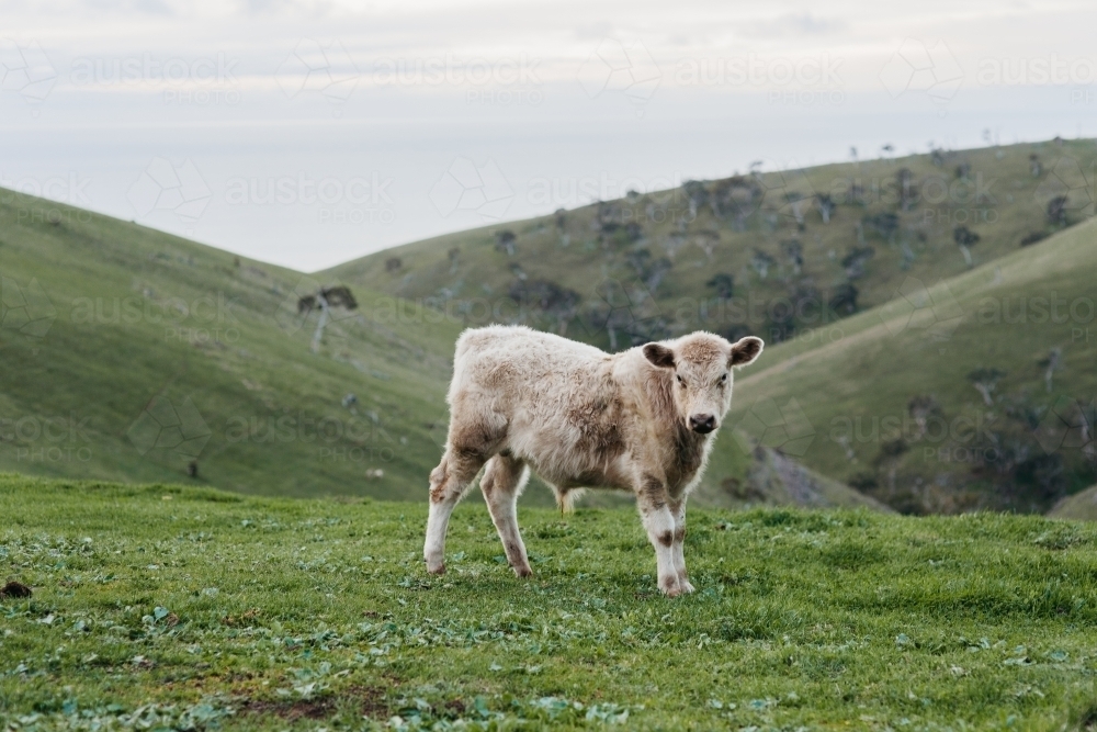 Cow in hilly landscape - Australian Stock Image