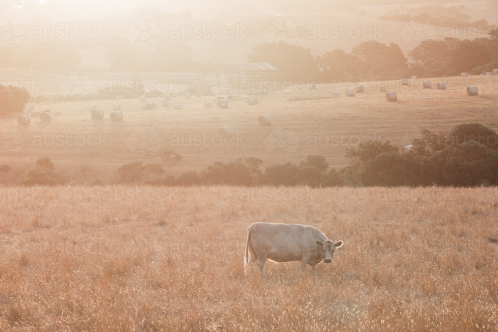 Cow in paddock at sunset with hay bales in background - Australian Stock Image