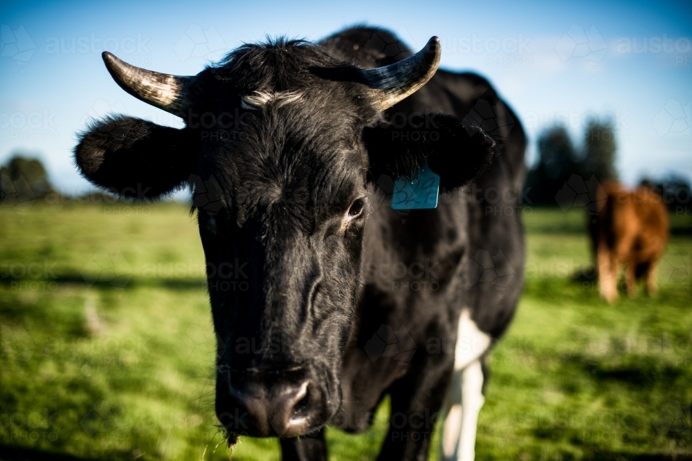 Cow in paddock - Australian Stock Image