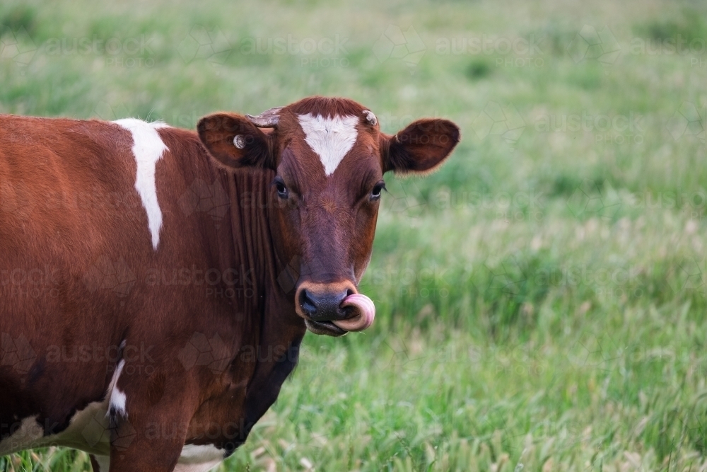 Cow licks its own nose. - Australian Stock Image