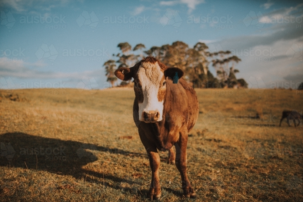 Cow on Farm - Australian Stock Image