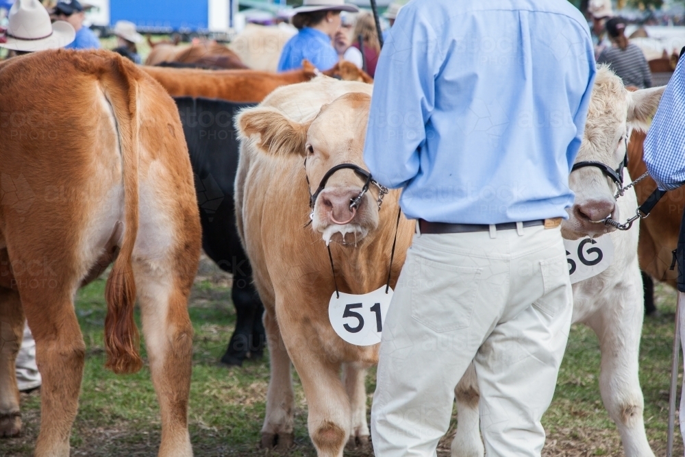 Image of Cow on lead with owner at agricultural show Austockphoto