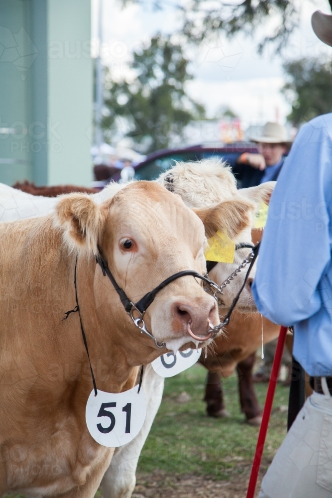 Cow on lead with owner at agricultural show - Australian Stock Image