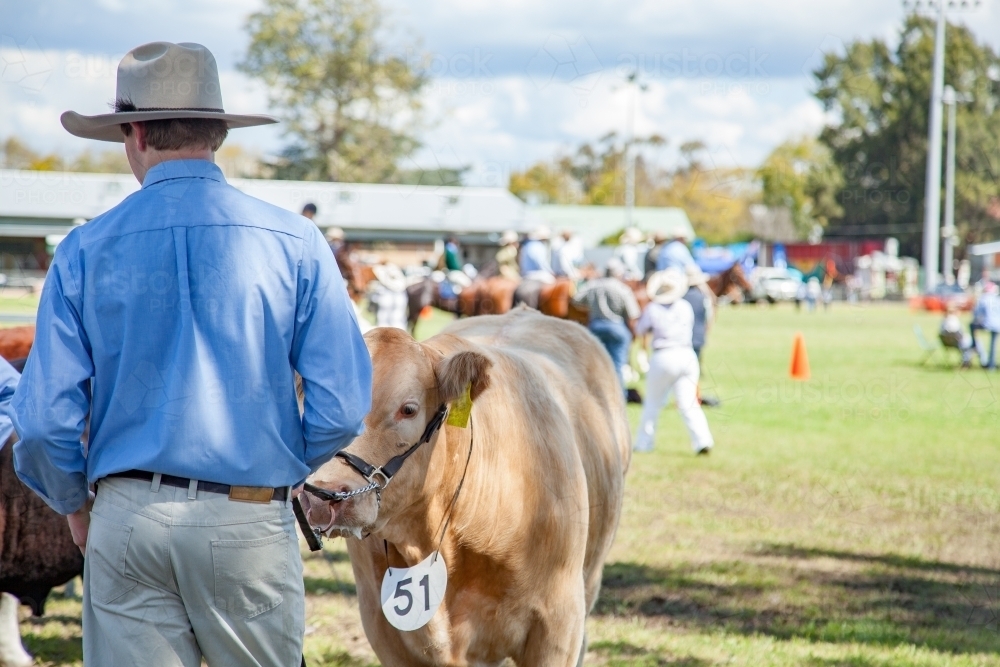 Image of Cow on lead with owner at agricultural show Austockphoto