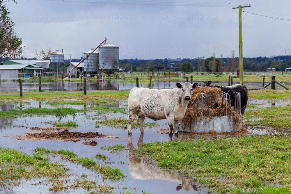 Rain In Farm Image of Cow on wet muddy farm in rainy season during natural disaster ...