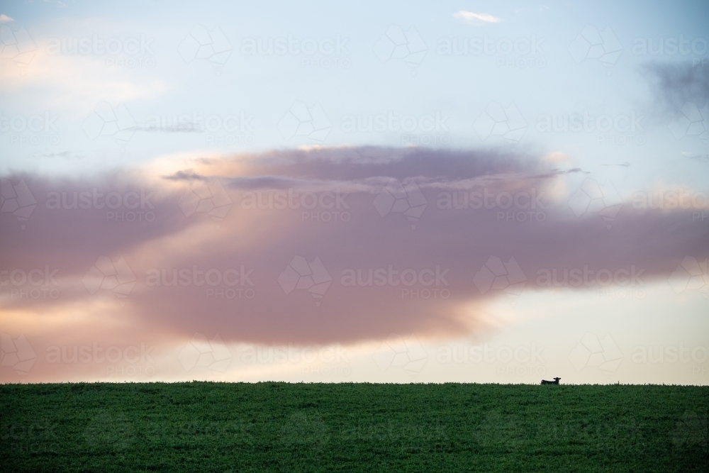Cow peers over hilltop at dawn - Australian Stock Image