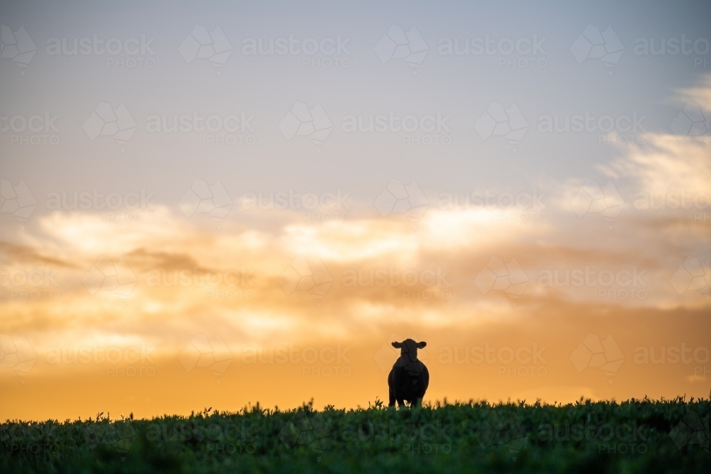 Cow silhouette on hilltop at dawn - Australian Stock Image