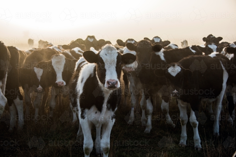 Cow standing in front of others during a misty morning. - Australian Stock Image