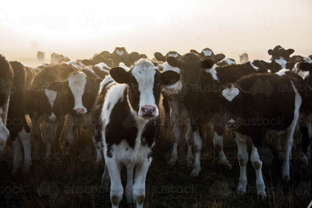 Cow standing in front of others during a misty morning. - Australian Stock Image