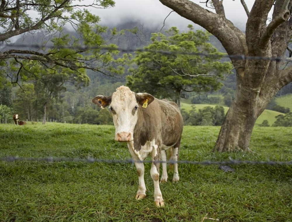 Cow under a tree - Australian Stock Image