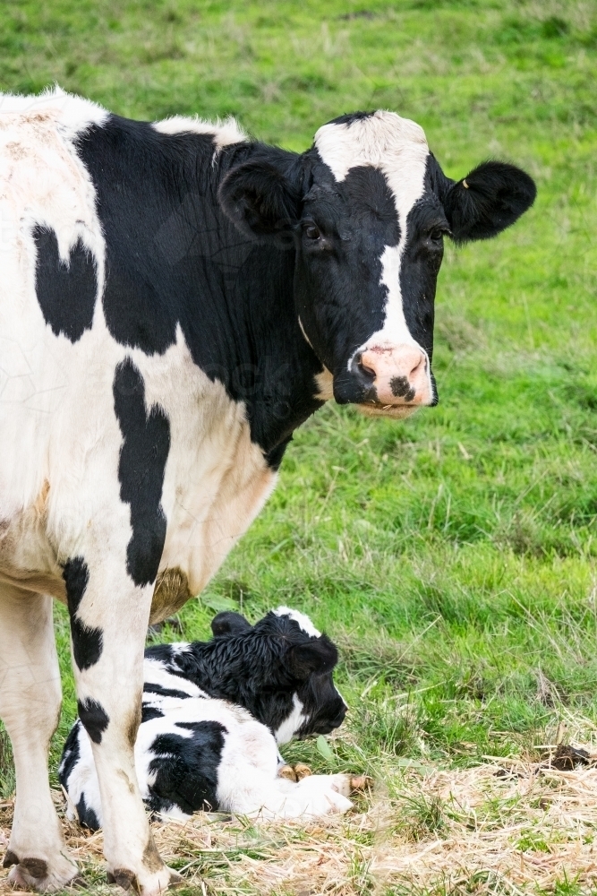 Cow with a new born calf at its feet in the paddock. - Australian Stock Image