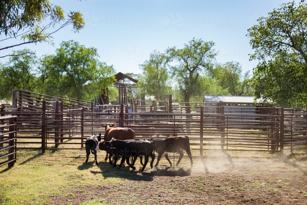 Image of Cow with calves in cattle yard - Austockphoto