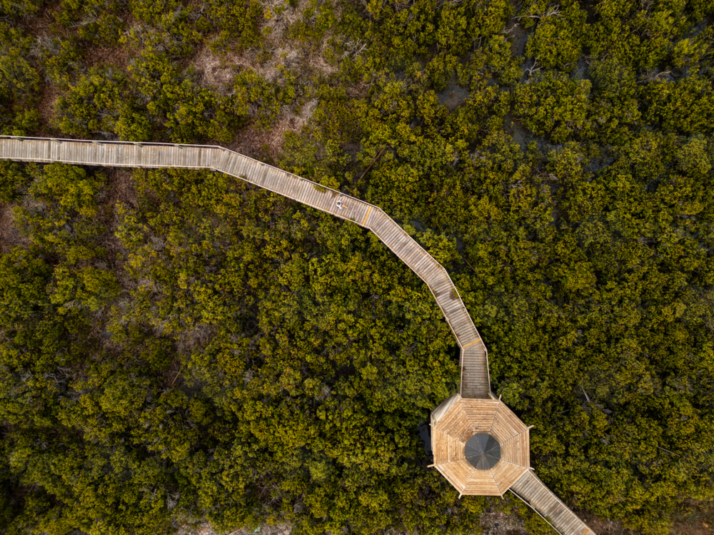 Cowell mangrove boardwalk - Australian Stock Image