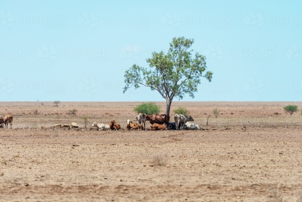 Cows under tree in outback Queensland - Australian Stock Image