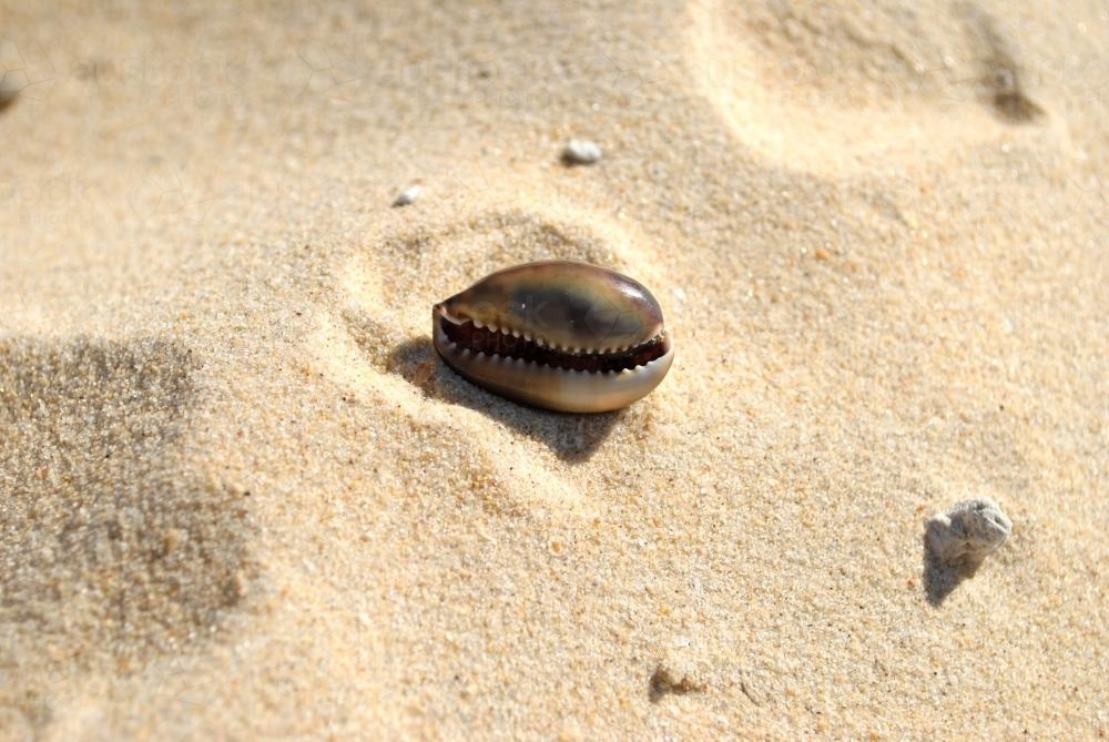 Image of Cowry shell in the sand Austockphoto