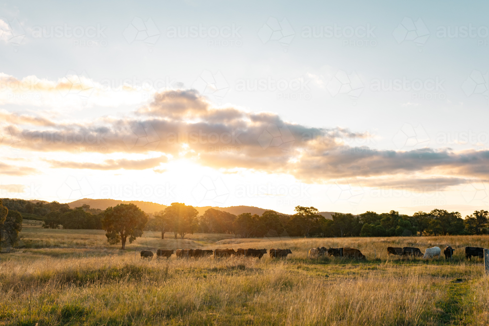 Cows along fence line of paddock at sunset - Australian Stock Image