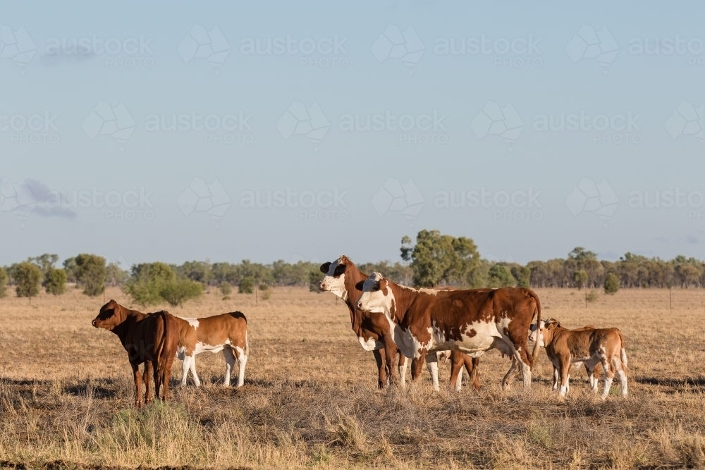 Cows and calves looking alert - Australian Stock Image