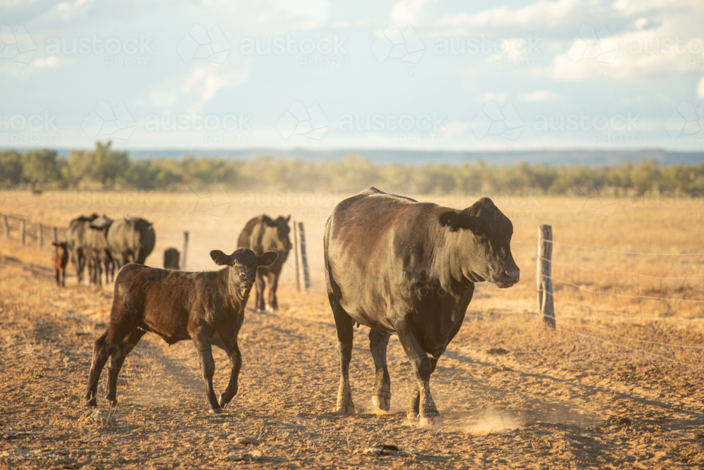 Cows and calves walking toward the viewer along a fence - Australian Stock Image