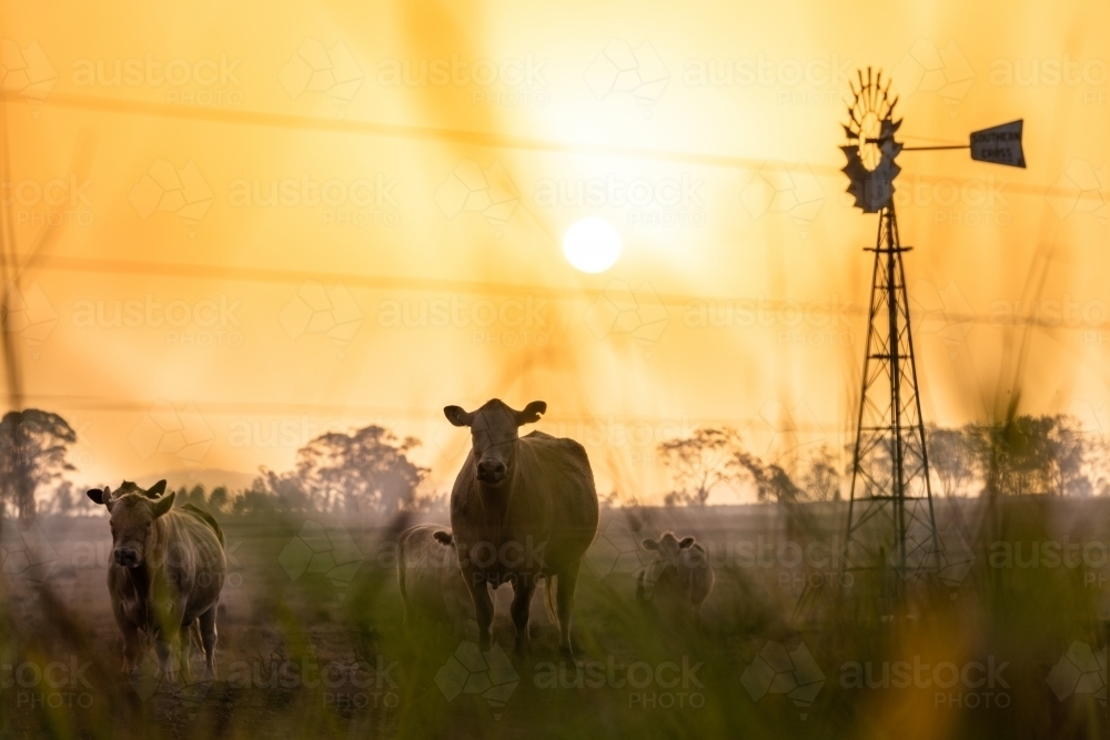 Cows and windmill in dry smoky drought conditions - Australian Stock Image