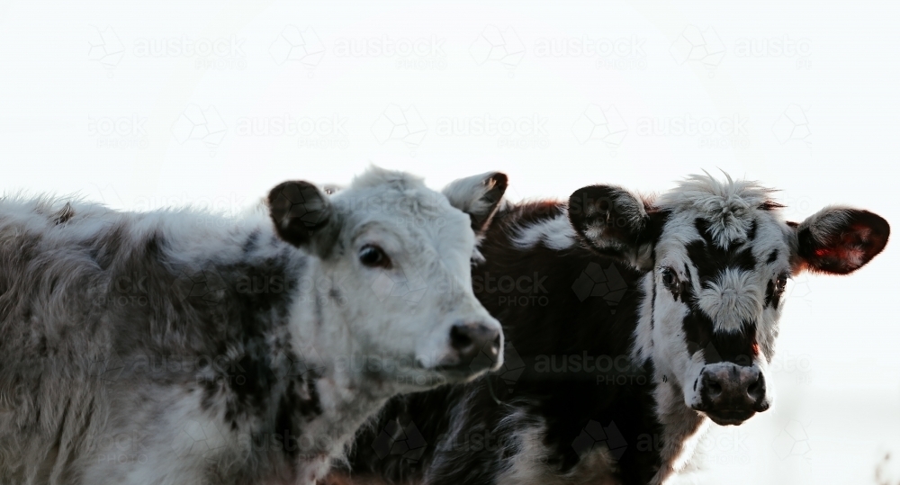 cows - Australian Stock Image
