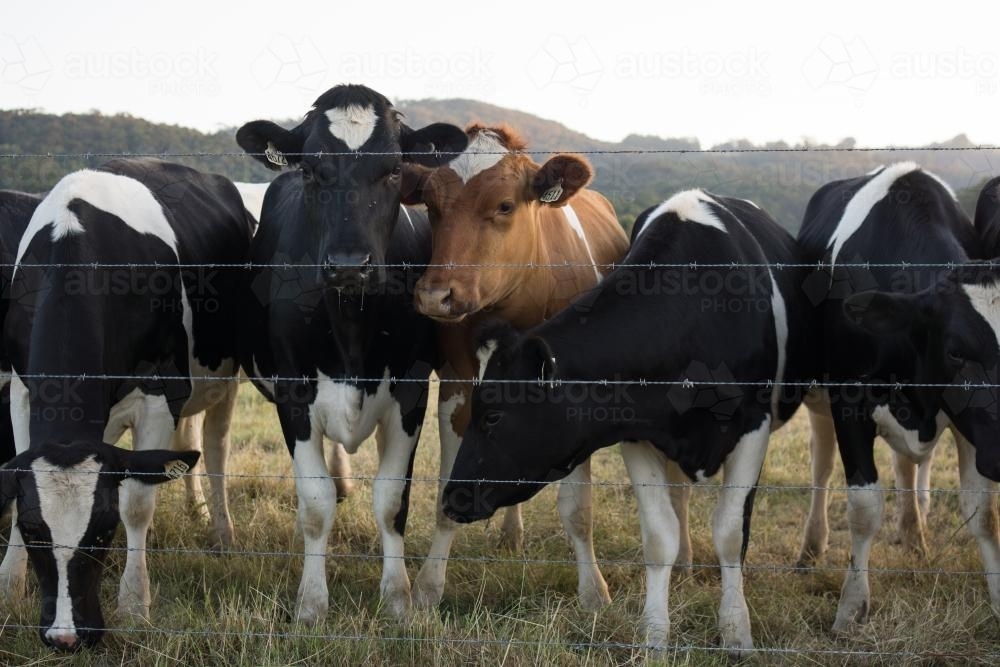 Cows behind a barbed wire fence - Australian Stock Image