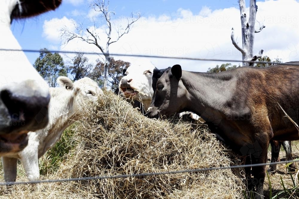 Cows eating hay - Australian Stock Image