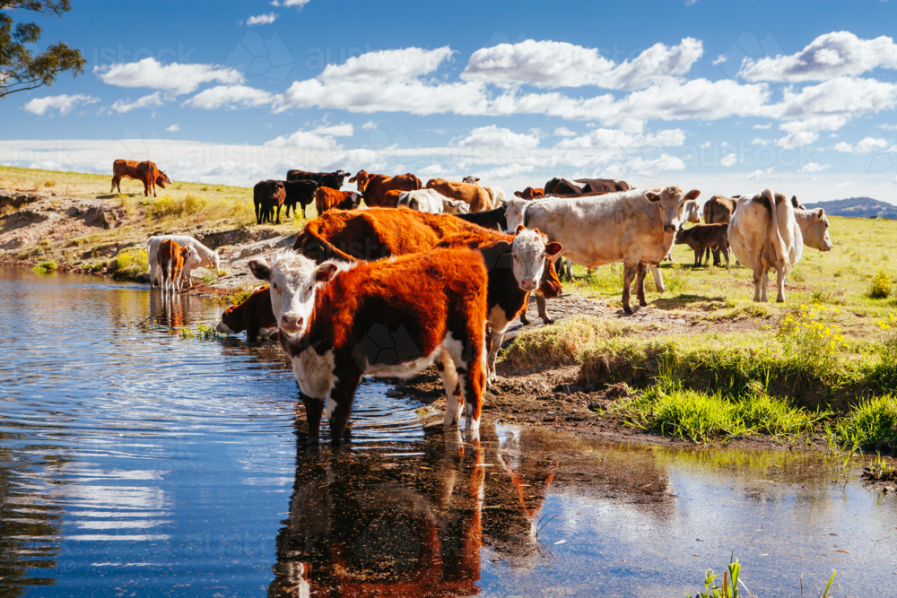 Cows graze by the side of the road in Paterson, Hunter Valley, New South Wales,  Australia - Australian Stock Image