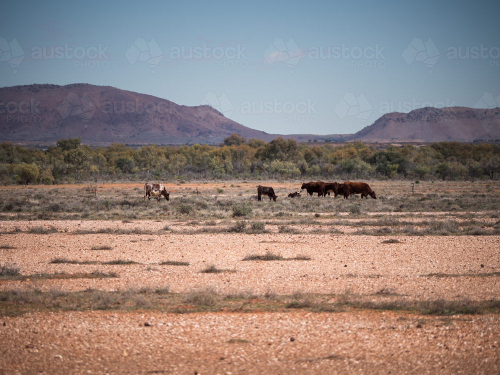 Cows grazing at Koonenberry Mountain, New South Wales - Australian Stock Image