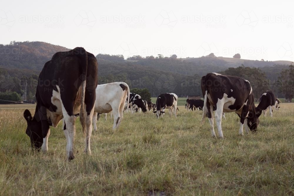 Cows grazing at sunset - Australian Stock Image