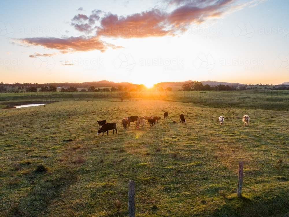 Cows grazing in farm paddock at sunset in Hunter Valley - Australian Stock Image