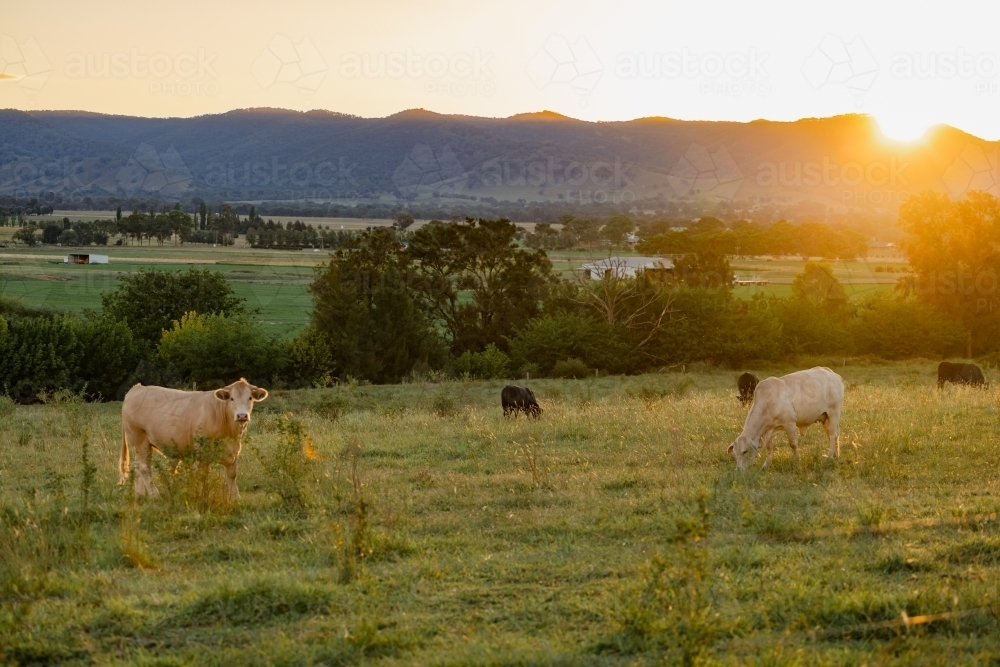 Cows grazing in paddock in golden afternoon light with the Mudgee Region's rolling hills in the back - Australian Stock Image