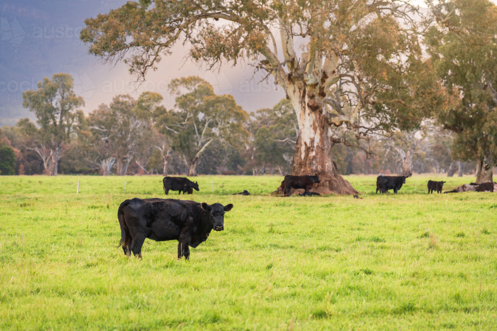 Cows grazing on a dairy farm in rural Victoria at sunset time after the rain, Australia - Australian Stock Image