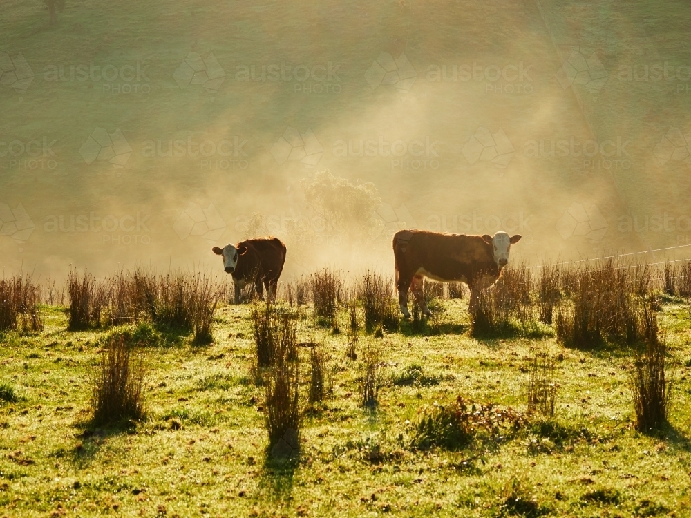 Cows Grazing on Foggy Morning in Strathewen, Victoria - Australian Stock Image