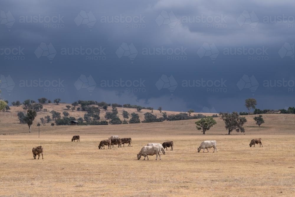 Cows grazing with stormy skies in background - Australian Stock Image