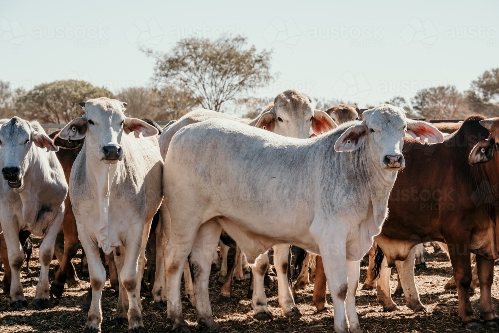 Cows huddled together - Australian Stock Image