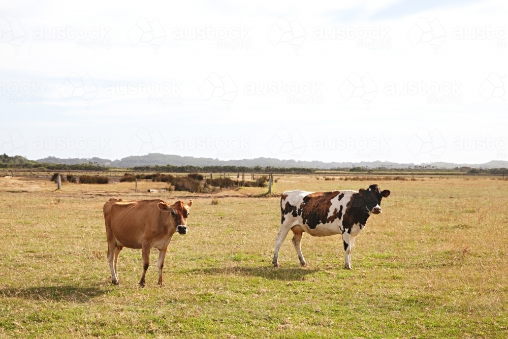 Cows in a rural setting, in a Victorian grass paddock - Australian Stock Image