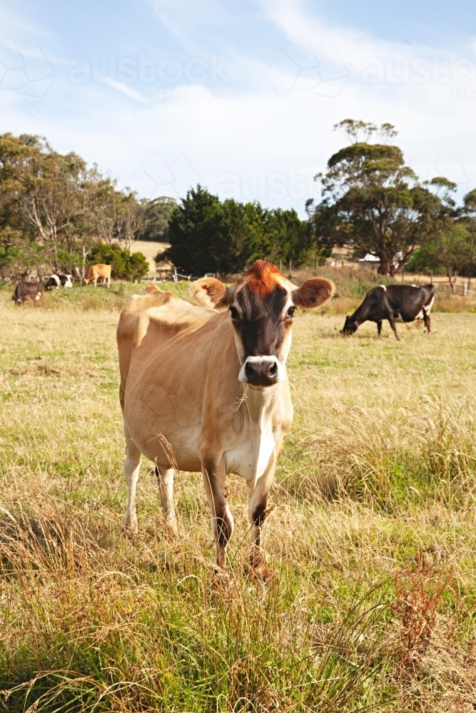 Cows in a rural setting, in a Victorian grass paddock - Australian Stock Image