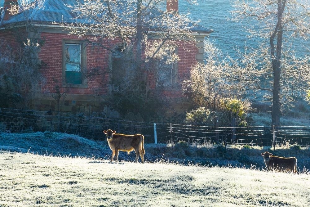 Cows in the frost in front of a farmhouse - Australian Stock Image