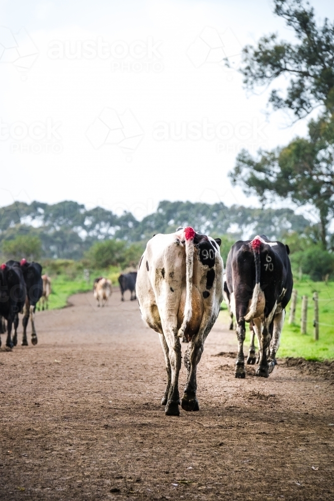 Cows leave the dairy in the morning and head down the track to the paddock - Australian Stock Image